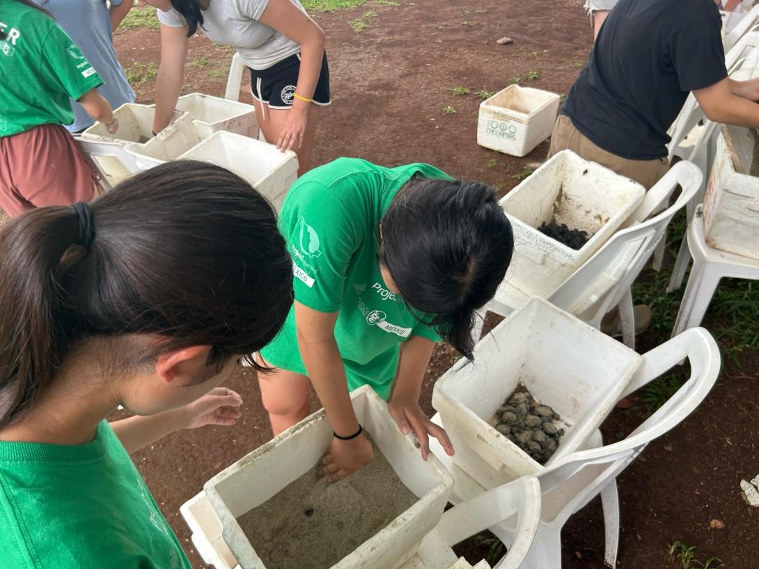 Conservation volunteering handling hatchlings in Mexico